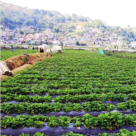 Strawberry Farm
