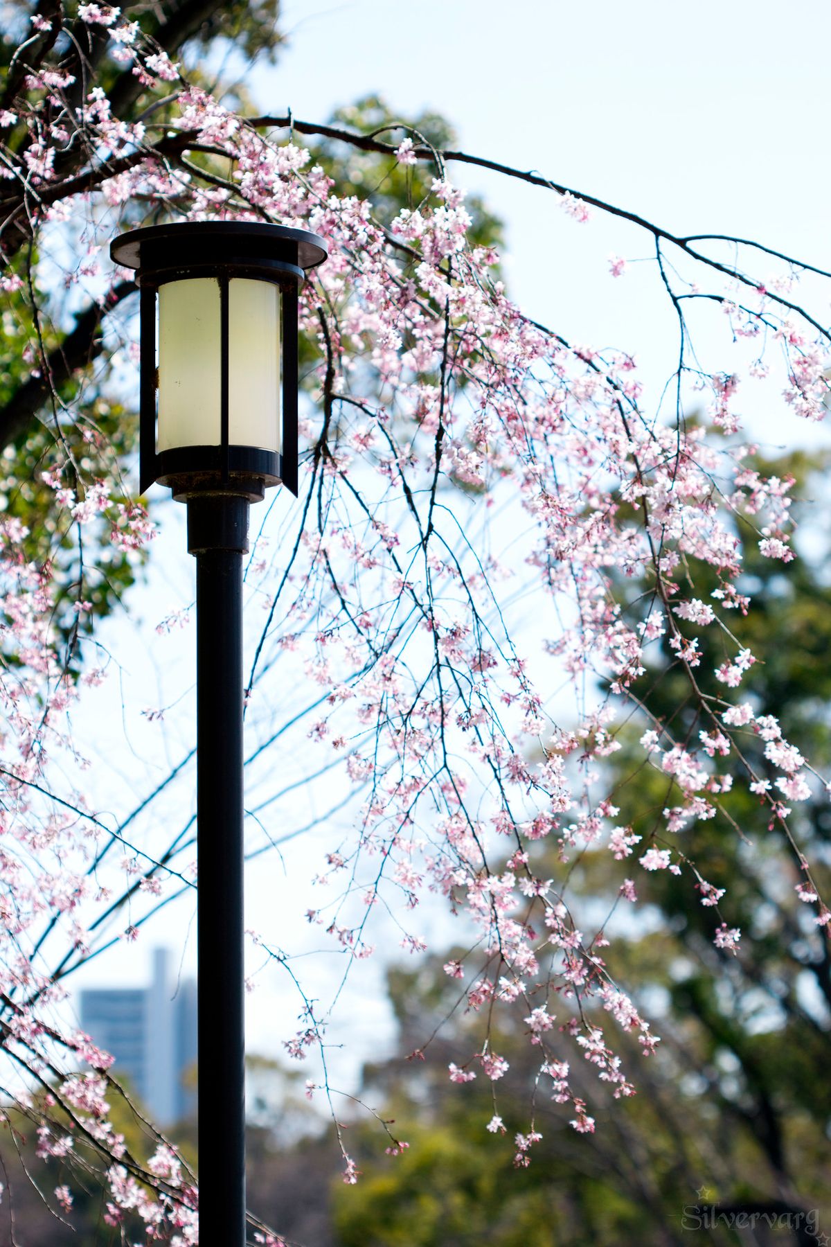 Spring (Haru) 